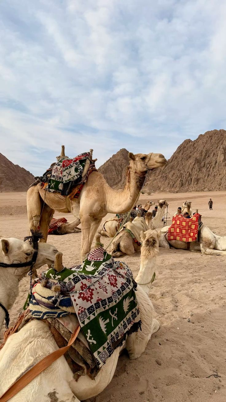 Ras Shetan x Ticketours